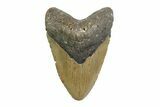 Fossil Megalodon Tooth - North Carolina #356704-1